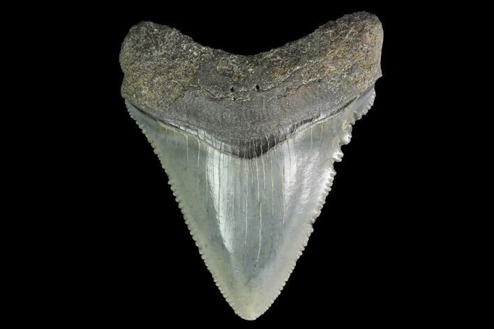 Serrated, Juvenile Megalodon Tooth - Georgia #142337